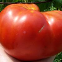 TOMATO 'Mortgage Lifter' - Lycopersicon esculentum