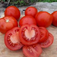 Tomato ‘Siberian’ - Lycopersicon esculentum