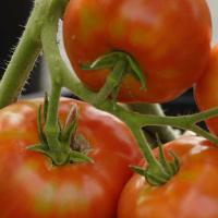 TOMATO 'Siletz' - Lycopersicon esculentum