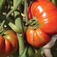 TOMATO 'Brandywine Red' - Lycopersicon esculentum