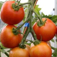 TOMATO 'Money Maker' - Lycopersicon esculentum