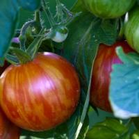 TOMATO 'Mr Stripey' - Lycopersicon esculentum