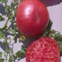 TOMATO 'Valiant' - Lycopersicon esculentum