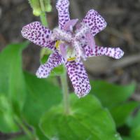 Toad Lily - Tricyrtis hirta