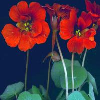 RED NASTURTIUM ‘Empress of India’ - Tropaeolum minus