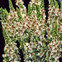 Wedding Candles (Mullien) - Verbascum chaixii f. album