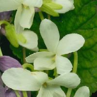 Sweet Violet - White - Viola odorata ‘Reine de Neiges'