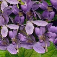 Sweet Violet - Deep Purple - Viola odorata ‘Queen Charlotte’