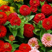 ZINNIA 'Dahlia Formula Mix' - Zinnia elegans ‘Mix’