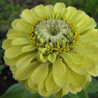 ZINNIA ‘Envy’ - Zinnia elegans 'Envy'