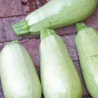 ZUCCHINI ‘Clarita’ F1 - Cucurbita pepo