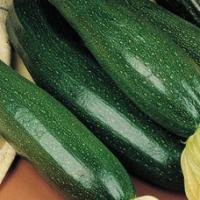 Zucchini ‘Black Beauty’  - Cucurbita pepo