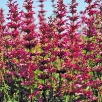 Mexican Hyssop - Agastache mexicana 'Sangria'