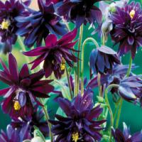 Columbine 'Black Barlow' - Aquilegia vulgaris plena 'Bl. Barlow'