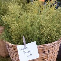 Sweet Annie - Artemisia annua