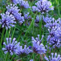 Blue Woodruff - Asperula orientalis