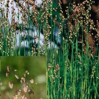 Quaking Grass - Briza media