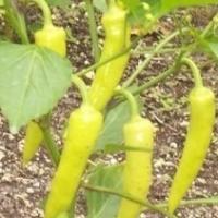 CAPSICUM ‘Sweet Banana’ - Capsicum annuum