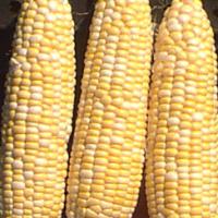 Sweet Corn ‘Polaris’ F1  - Zea mays