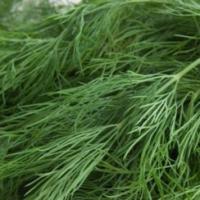 DILL 'Bouquet' - Anthemum graveolens