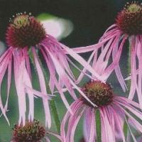 PINK CONE FLOWER - Echinacea pallida