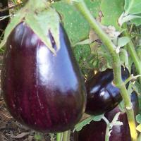 EGGPLANT ‘Black Beauty’ - Solanum melongena