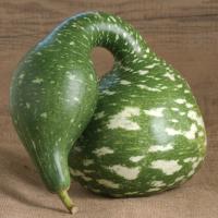 Gourd ‘Speckled Swan’  - Lagenaria siceraria