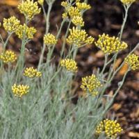 Curry Plant - Helichrysum italicum