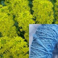 DYERS WOAD - Isatis tinctoria