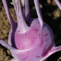 KOHL RABI ‘Kolibri’ F1 - Brassica oleracea