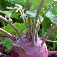 KOHL RABI ‘Delicacy’ - Brassica oleracea (gongylodes)