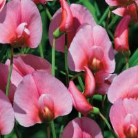 Tangier Pea - Lathyrus tingitanus ‘Roseus’