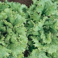 Lettuce 'Two Star' - Lactuca sativa