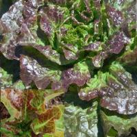 Lettuce 'Bronze Mignonette' - Lactuca sativa