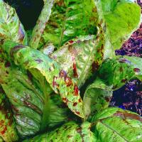 Lettuce 'Flashy Trouts Back' - Lactuca sativa