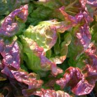 LETTUCE 'Marvel of 4 Seasons' - Lactuca sativa