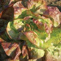 Lettuce 'Red Cross' - Lactuca sativa