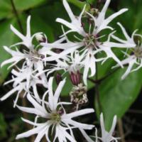 Cuckoo Flower - Lychnis flos-cuculi 'White Robin'