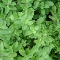 MARJORAM ‘Sweet Garden’  - Oraganum majorana