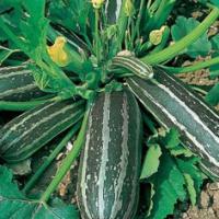 MARROW ‘Long Green’ - Cucurbita pepo