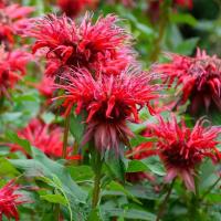 BEE-BALM / OSWEGO TEA - Monarda didyma