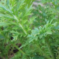 MUSTARD GREEN ‘Wasabi-na’ - Brassica juncea