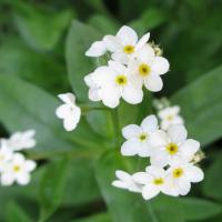 Forget – Me – Not ‘White’ - Myosotis sylvatica (White)