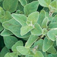 OREGANO, Greek - Origanum vulgare subsp. hirtum