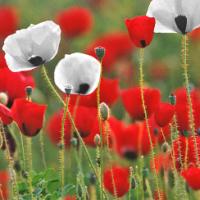 Poppy ‘Peace Mix’ - Papaver rhoeas 'Peace Mix'