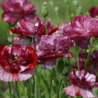 POPPY ‘Pandora’ - Papaver rhoeas ‘Pandora'