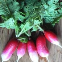 RADISH – ‘French Breakfast’ - Raphanus sativus