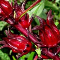 Rosella / Edible Hibiscus - Hibiscus sabdariffa