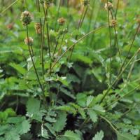 Salad Burnet  - Sanguisorba minor