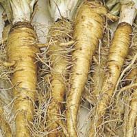 Salsify ‘Sandwich Island’ - Tragopogon porrifolius